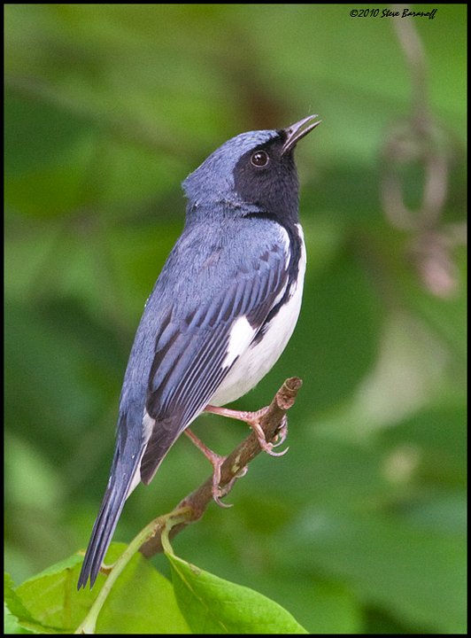 _0SB0254 black-throated blue warbler.jpg